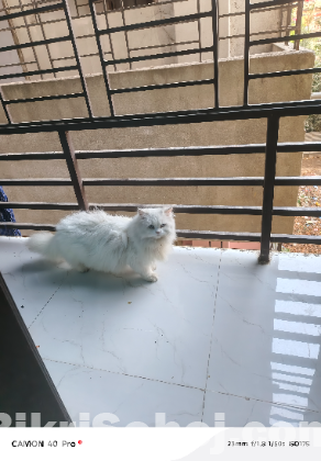 Pure Persian female cat for sell